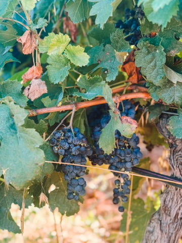 A1722A20-0675-48B5-91B0-D5EE9731BE2B_4_5005_c