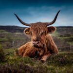 cattle, animal, pasture, highland cattle, cow, beef cattle, mammal, livestock, meadow, nature, scotland, cow, cow, cow, cow, cow, scotland, scotland, scotland, scotland